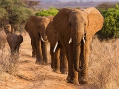 Manada de elefantes africanos, Kenia - 3AP3674