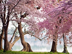 Cherry treesbloom, Washington, USA - 3AP3676