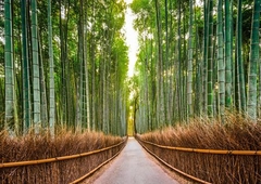 PANGEA IMAGES - Bamboo Forest, Kyoto, Japan - 3AP3678