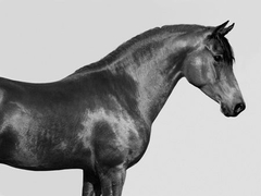 PANGEA IMAGES - Orpheus, Arab Horse - 3AP3689