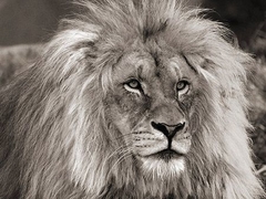PANGEA IMAGES - King of Africa - 3AP4311