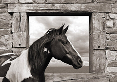 JULIAN LAUREN - Painted Horse (BW) - 3AP4333