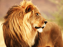 Pangea Images - Male lion, Namibia - 3AP48821