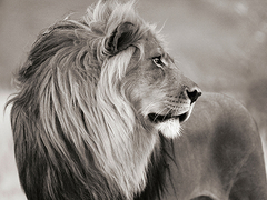 Pangea Images - Male lion, Namibia (BW) - 3AP4882