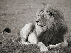 Pangea Images - Male lion, Serengeti National Park - 3AP4885