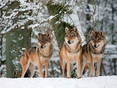 Lobos en la nieve, Alemania - 3AP4888