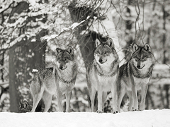 Lobos en la nieve, Alemania - 3AP4889