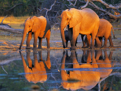FRANK KRAHMER - African elephants, Okavango, Botswana - 3FK3119