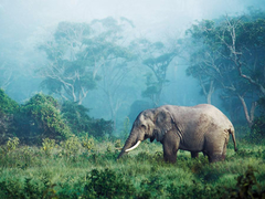 FRANK KRAHMER - African elephant, Ngorongoro Crater, Tanzania - 3FK3126