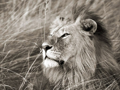 FRANK KRAHMER - León africano, Masai Mara, Kenia - 3FK3127