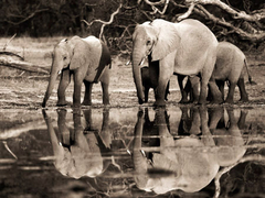 FRANK KRAHMER - Elefantes africanos, Okavango, Botswana - 3FK3129