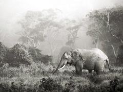 FRANK KRAHMER - Elefante africano, cráter del Ngorongoro, Tanzania - 3FK3130