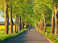 FRANK KRAHMER - Lime tree alley, Mecklenburg Lake District, Germany - 3FK3149