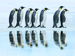 FRANK KRAHMER - Grupo de pingüinos emperador, Antártida - 3FK3163