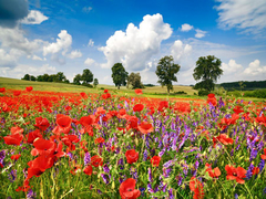 FRANK KRAHMER - Amapolas y vicios en pradera, Mecklenburg Lake District, Alemania - 3FK3169