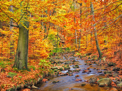 FRANK KRAHMER - Bosque de hayas en otoño, Ilse Valley, Alemania - 3FK3173