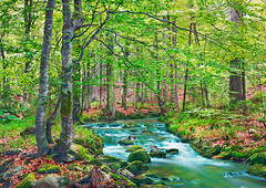 FRANK KRAHMER - Forest brook through beech forest, Bavaria, Germany - 3FK5194