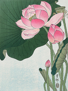 Blooming lotus flowers - 3JP5035