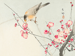 OHARA KOSON - Songbird on blossom Branch - 3JP5036