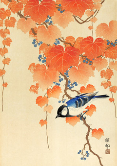 OHARA KOSON - Great tit on paulownia branch - 3JP5682