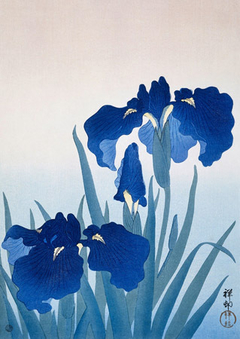 OHARA KOSON - Iris flowers - 3JP5683