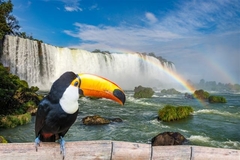 Tucán en las Cataratas del Iguazú