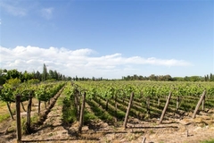 Campo de cultivos, Mendoza