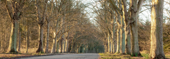 Tree Lined Road, Norfolk, UK - 4AP2016