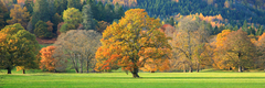 Árboles mixtos en colores de otoño, Escocia - 4AP350