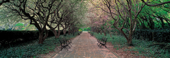 Berenholtz Richard - A través de Conservatory Garden, Central Park, Nueva York - 4RB998