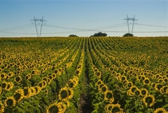 Campo de girasoles I