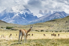 Guanaco en la Patagonia