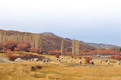 Rebaño de ovejas, Neuquen