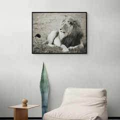 Pangea Images - Male lion, Serengeti National Park - 3AP4885 - comprar online