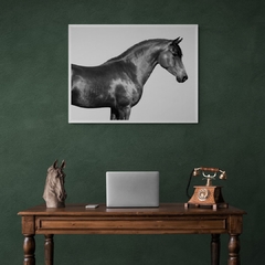 PANGEA IMAGES - Orpheus, Arab Horse - 3AP3689 - comprar online