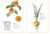 Inventario ilustrado de frutas y verduras - Gabinete de Curiosidades