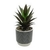 Maceta Aloe - comprar online