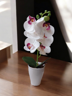 Planta de orquidea - comprar online