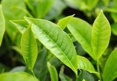 Tónico De Té Verde Seantree Coreano Ultra Hidratante Rosácea en internet