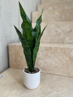 Plantita Sansevieria