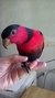 Lóris Bailarino (Lorius lory)