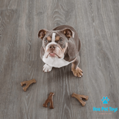 Benebone Puppy Wishbone Bacon - Compre brinquedos de Enriquecimento Ambiental para Pets | Hoa Pet Toys