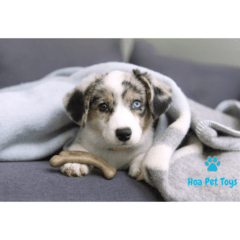 Benebone Puppy 2-pack Bacon - Compre brinquedos de Enriquecimento Ambiental para Pets | Hoa Pet Toys