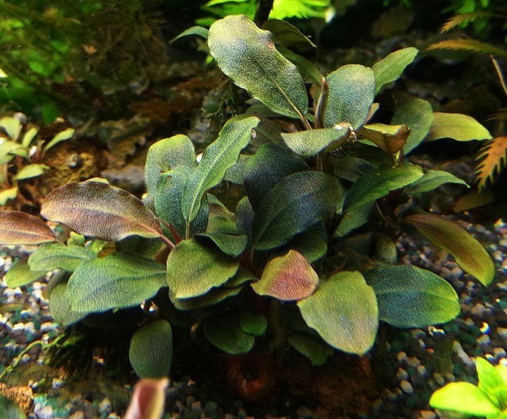 Bucephalandra sp.aurora KN便-