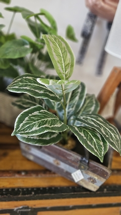 Calathea