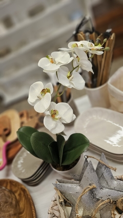 Orquidea - comprar online