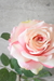 Rosas Bromelia - comprar online