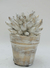 Cactus ceramica patinada