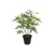 Planta Artificial 38 cm