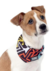 BANDANA HUND BROOKLYN - comprar online